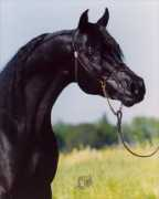 Chelima