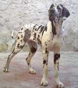dellapollodeitempli.it Cheline
