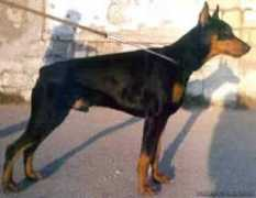 petsinform.com Chellar