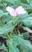 Chelone