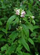 Chelone
