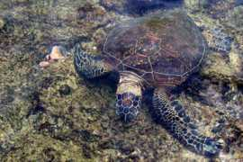 gallery.ecola.us Chelonia