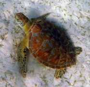 marbef.org Chelonia