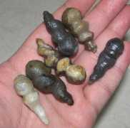 bezoarmustikapearls.com Chemani