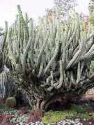 desert-tropicals.com Chende