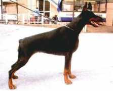 dobermann-review.com Chendra