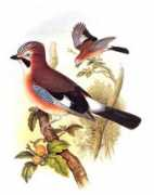 oiseaux.net Chenes