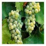 Chenin