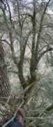 nativetreesociety.org Cheoh