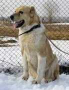 security-dog.org Chepas