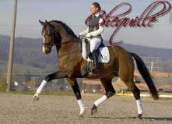 chequi.xf.cz Chequi