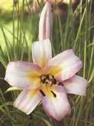thebloomingauction.com Cherald