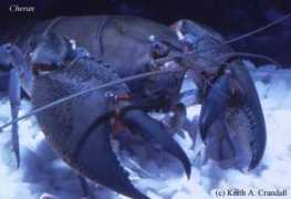 Cherax