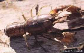 Cherax