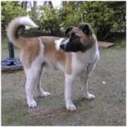 wakojewelry.co.jp Chercy