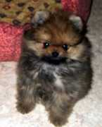 Cherie