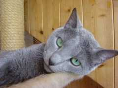 patrice.crenerinne.free.fr Cherikov