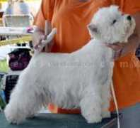 westieinfo.com Cherilynn