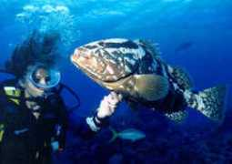 caribbeandivers.com Cherna