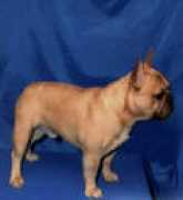 frbull.narod.ru Cheroki