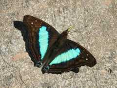 Cherubina