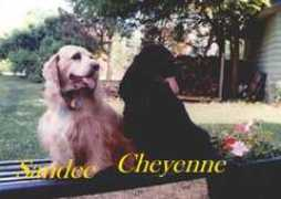 wonderpuppy.net Chesan
