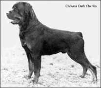 Chesara