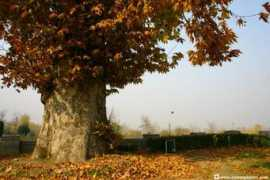 Cheshma
