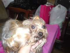 Chesna