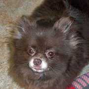 pekeatzurescue.com Chessie