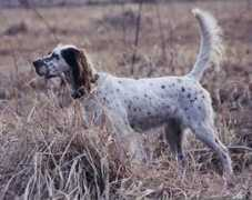 llewellinsetter.net Chessie