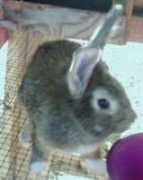 randallrabbitfarm.tripod.com Chestina