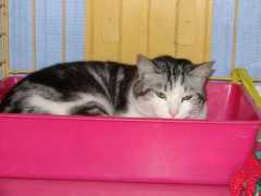 chienschatscompagnie.free.fr Chetane
