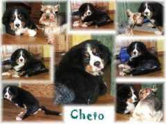 Cheto