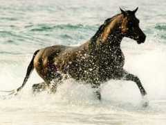 Chevaux