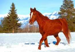 Chevaux