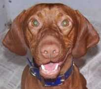 miravizslas.com Chevee