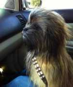 Chewbaca