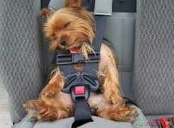 Chewbaca