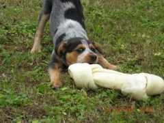 dogbusinessdaily.com Chewee