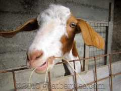 bleedingespresso.com Chewer