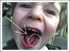 bunnydesign.com Chewer