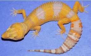 geckosetc.com Chgf