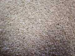 Chia