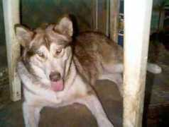 malamute.org Chiaha