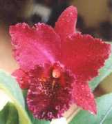 nongsinh.com Chialin
