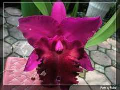 rv-orchidworks.com Chialin