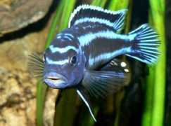 cichlids.com Chiantore