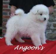 angoon.kennel.free.fr Chianty