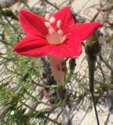 Chiau